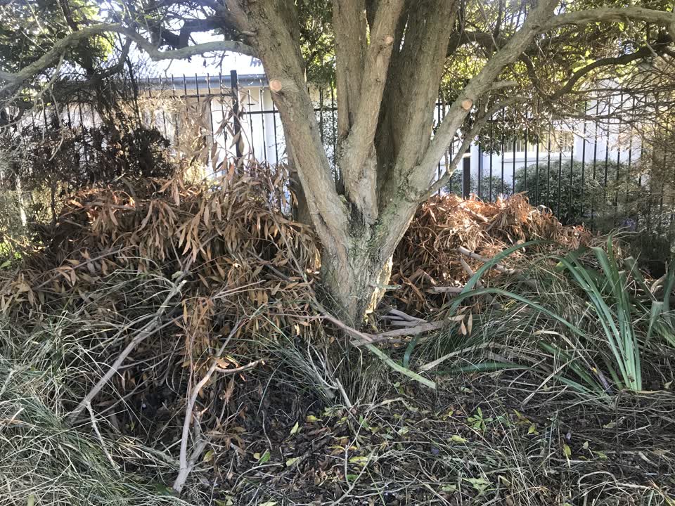 The photograph attached to this parks report