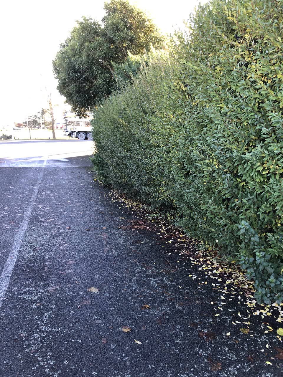 The photograph attached to this parks report
