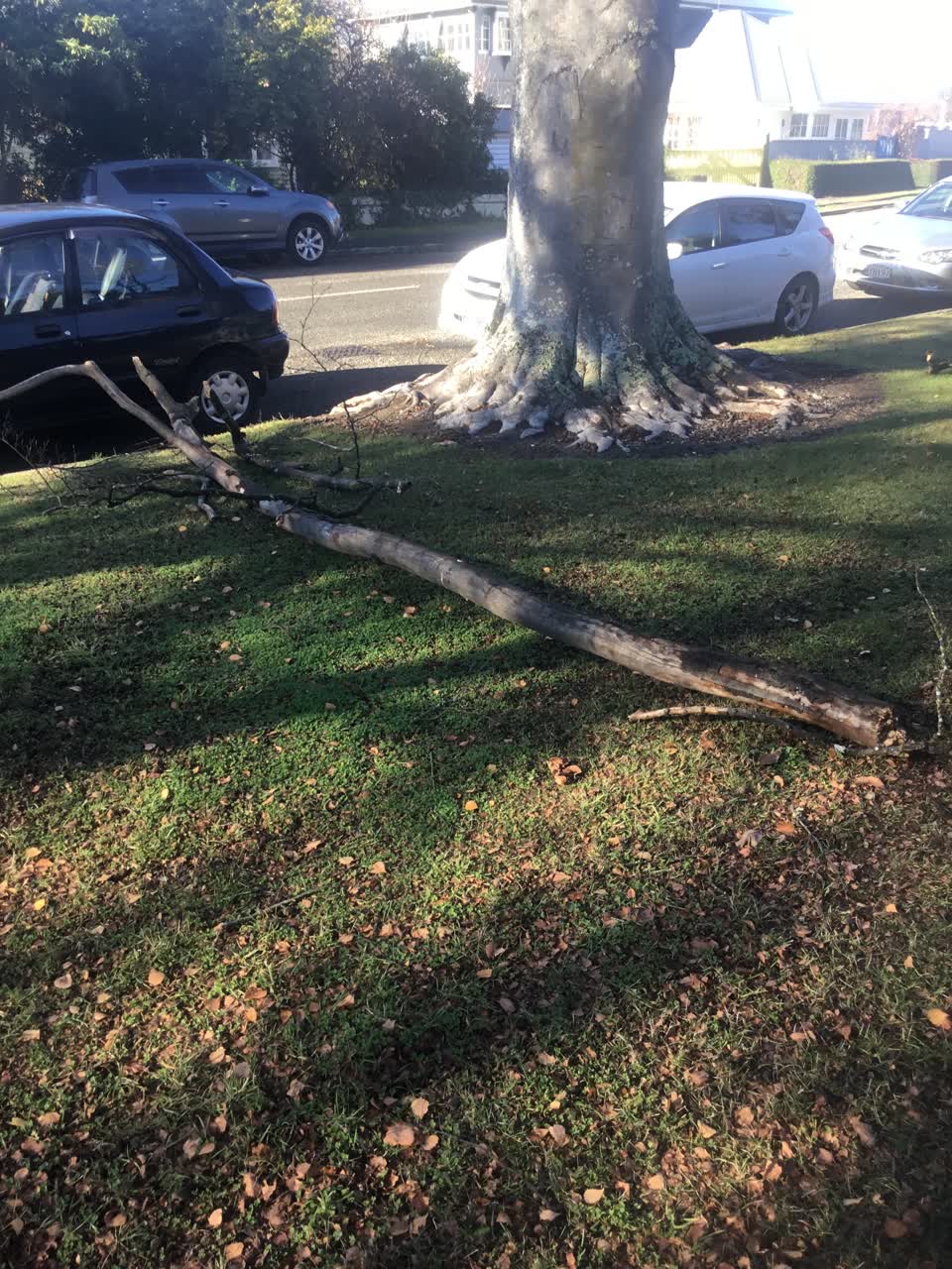 The photograph attached to this parks report