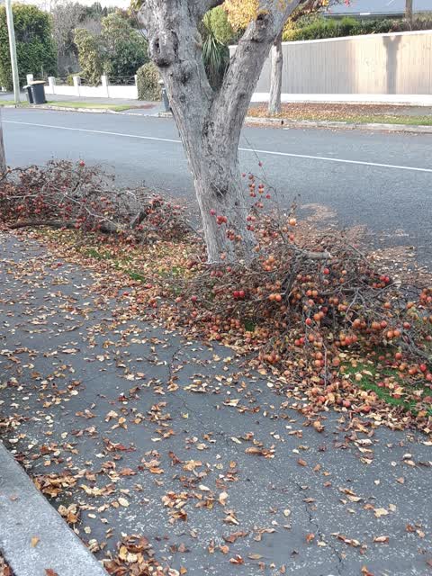 Roading/Streets, a report photo