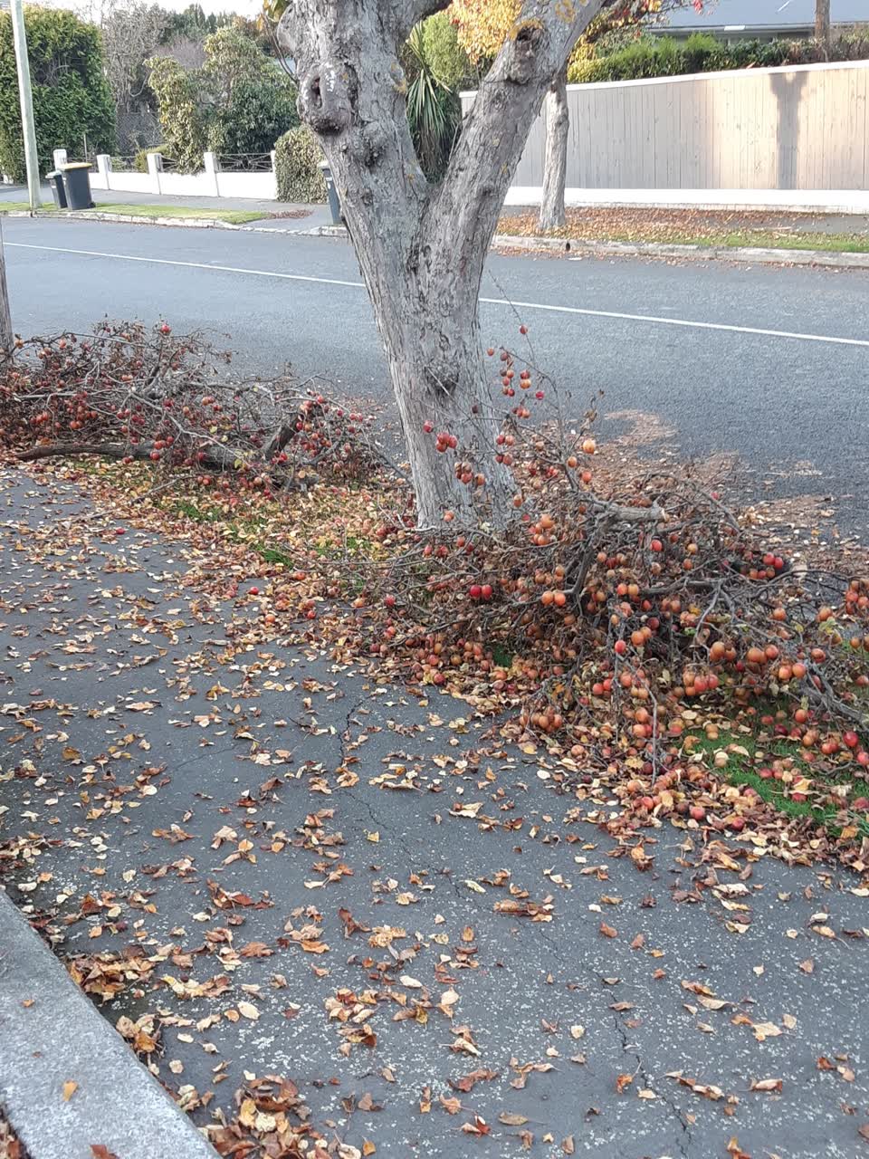 The photograph attached to this roading/streets report
