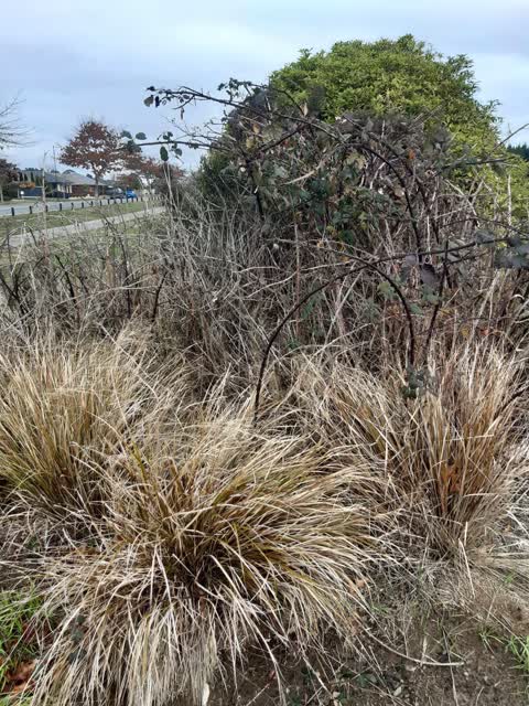 Parks, a report photo