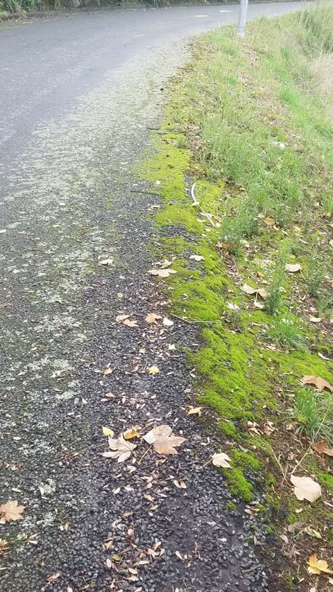 Roading/Streets, a report photo