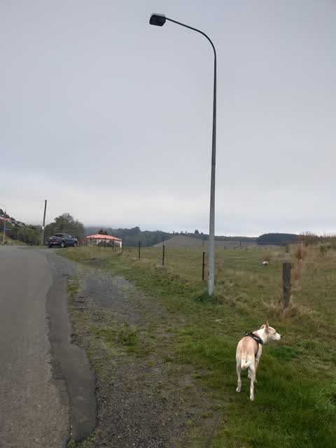 Street Light Outage, a report photo