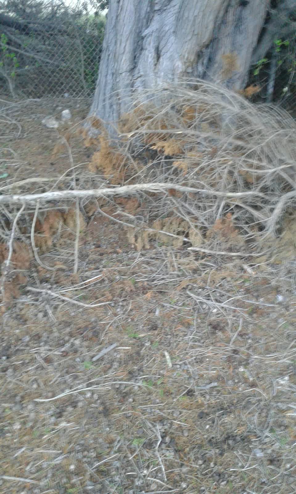 The photograph attached to this parks report