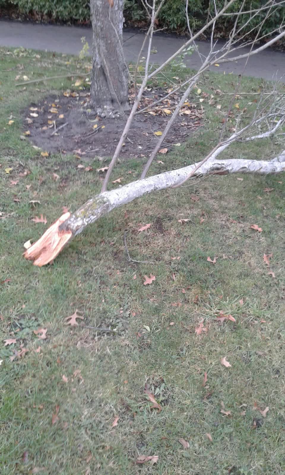 The photograph attached to this parks report