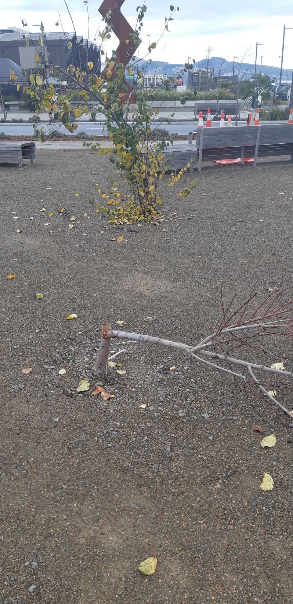 The photograph attached to this parks report