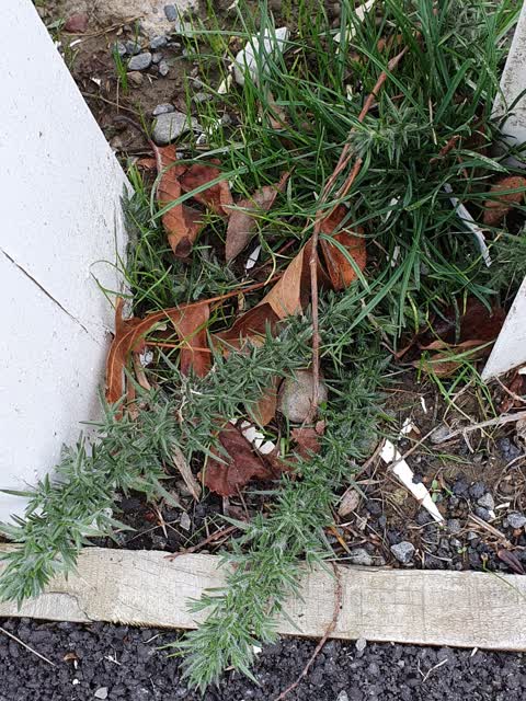 Roading/Streets, a report photo