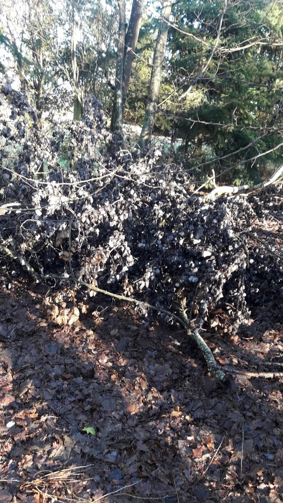 The photograph attached to this parks report