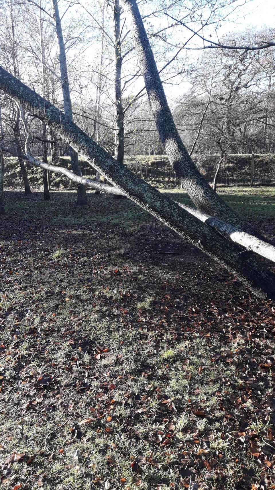 The photograph attached to this parks report