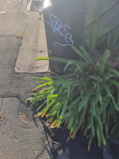 Graffiti, a report photo