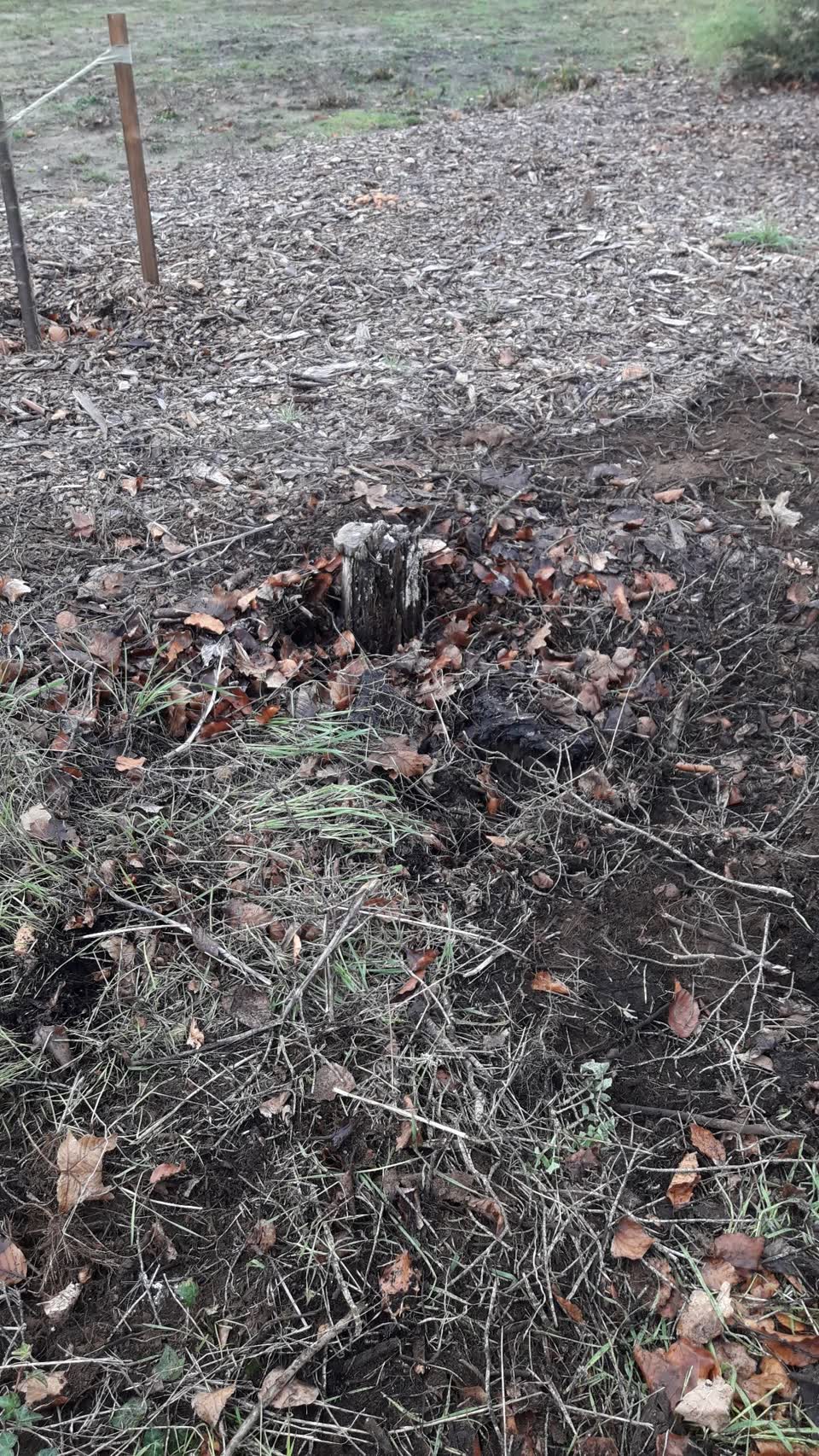 The photograph attached to this parks report