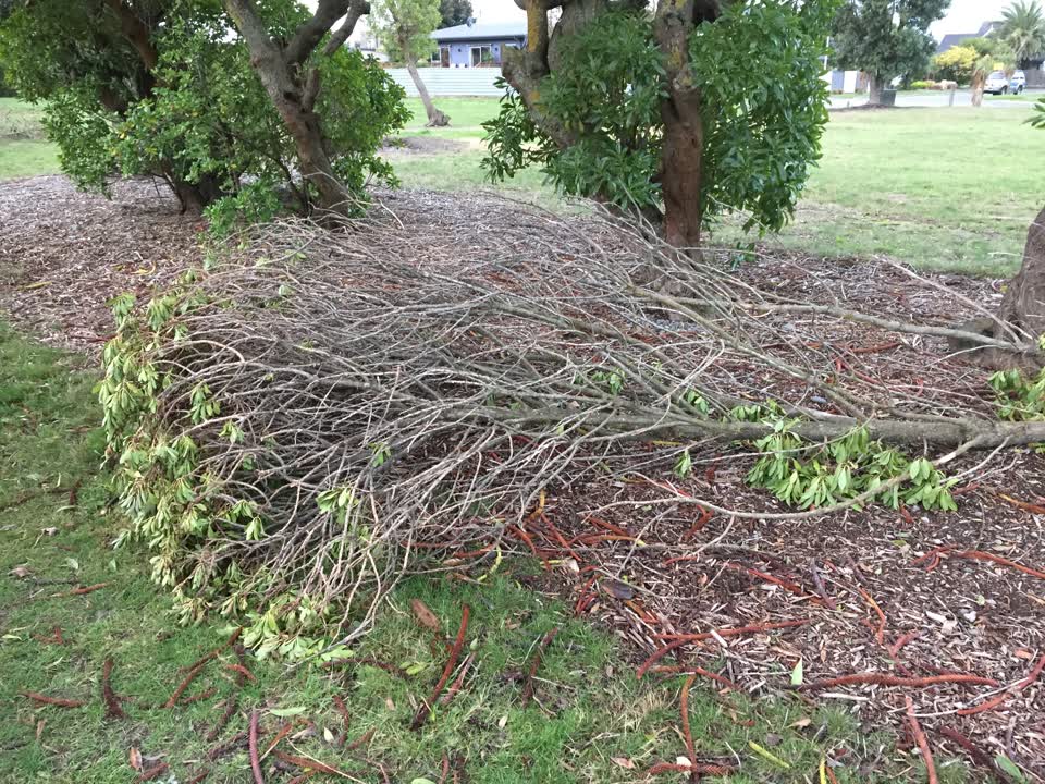The photograph attached to this parks report
