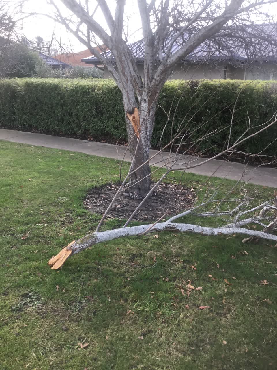 The photograph attached to this parks report