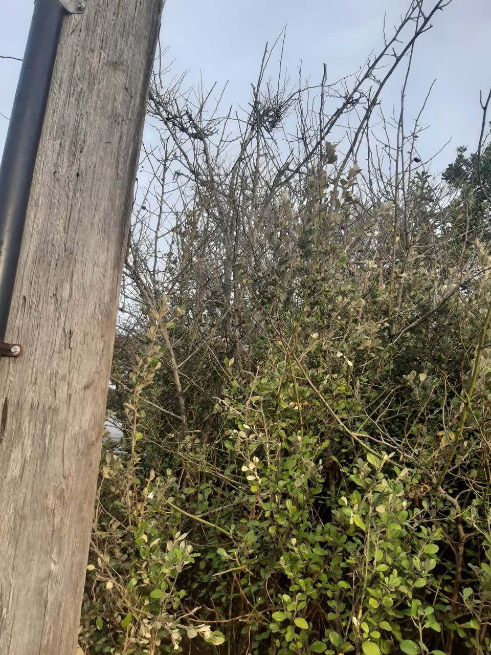 The photograph attached to this parks report