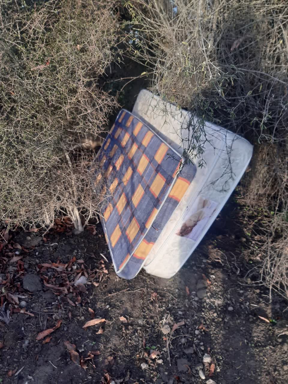 The photograph attached to this parks report