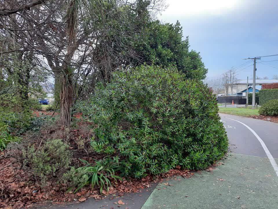 The photograph attached to this parks report
