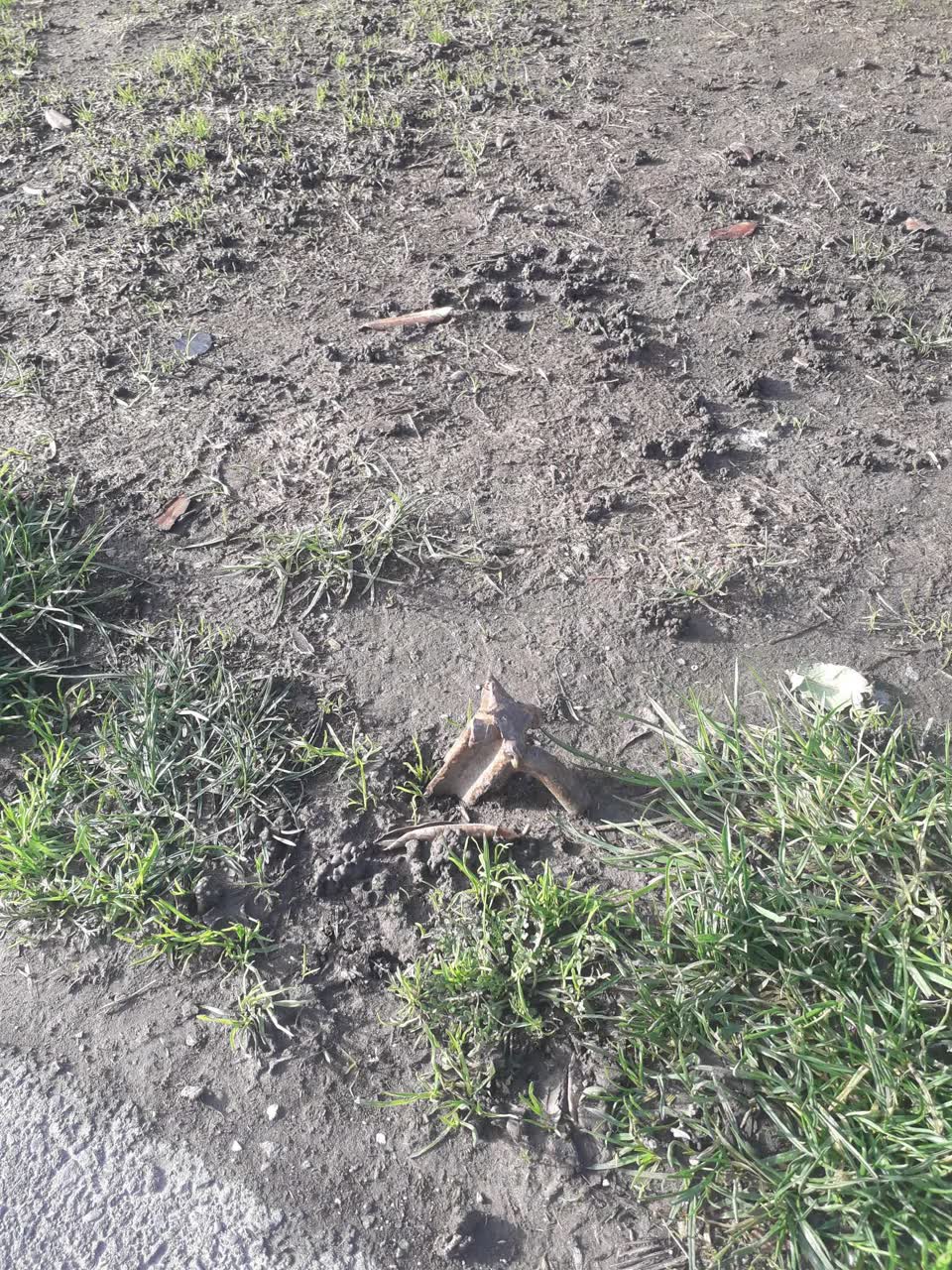 The photograph attached to this parks report