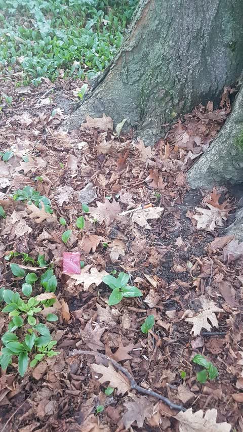 Parks, a report photo