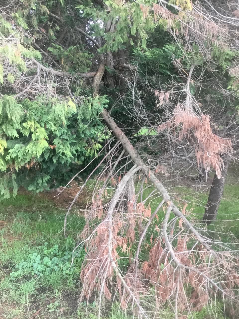 The photograph attached to this parks report