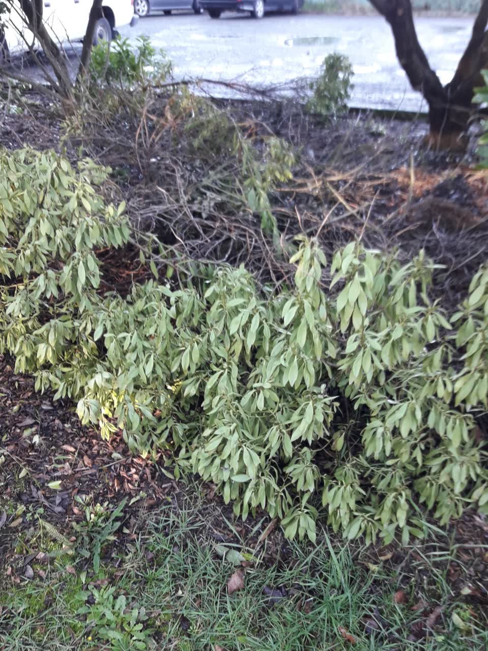 The photograph attached to this parks report