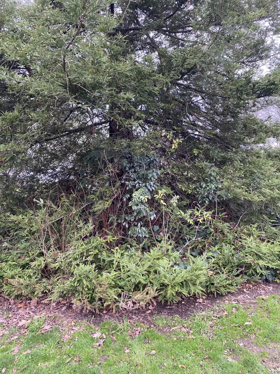 The photograph attached to this parks report