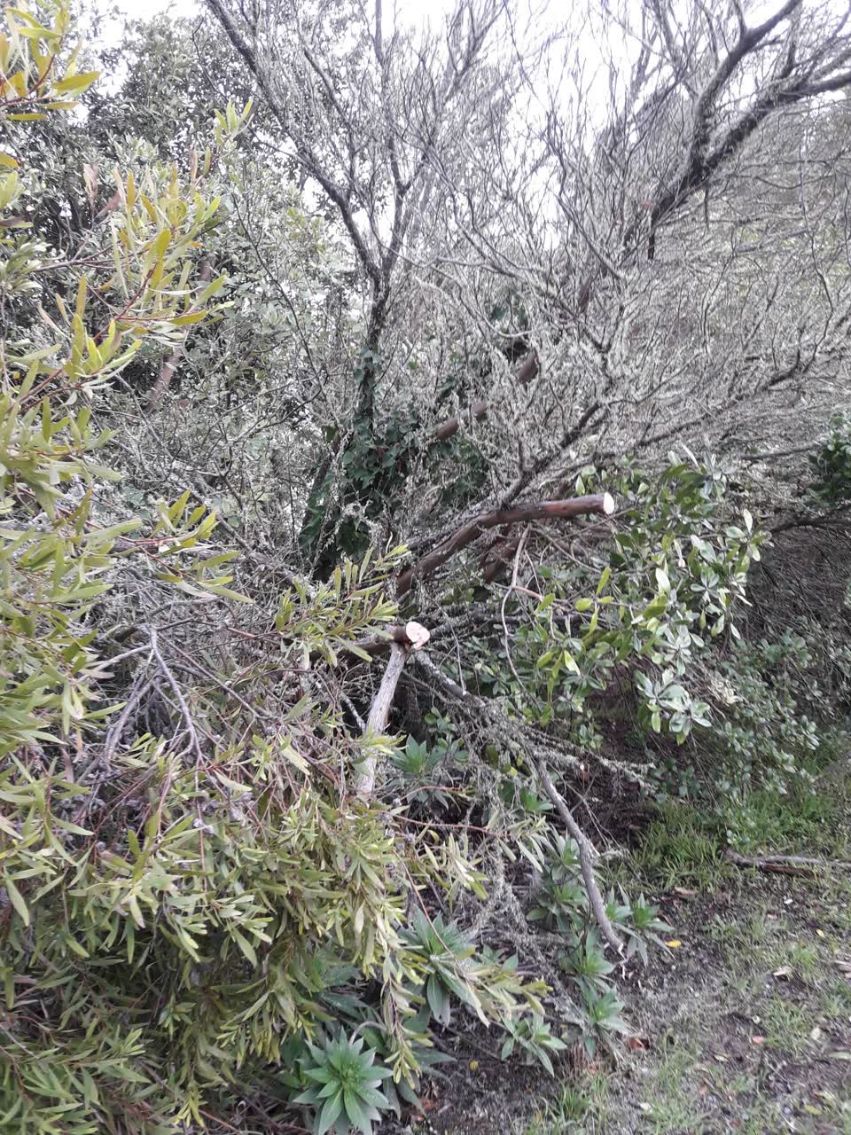 The photograph attached to this parks report
