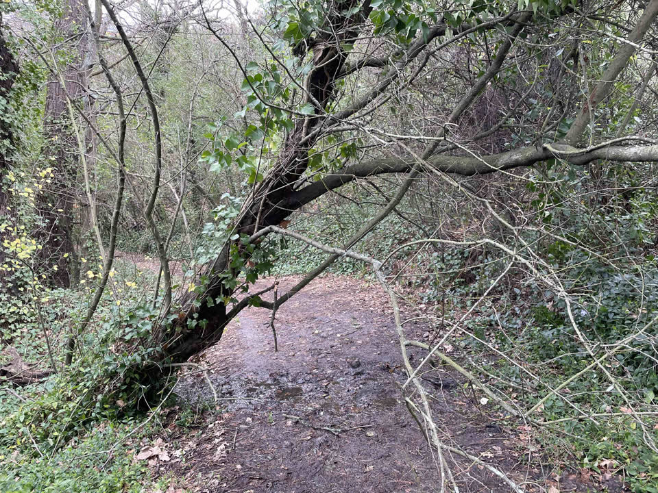 The photograph attached to this parks report