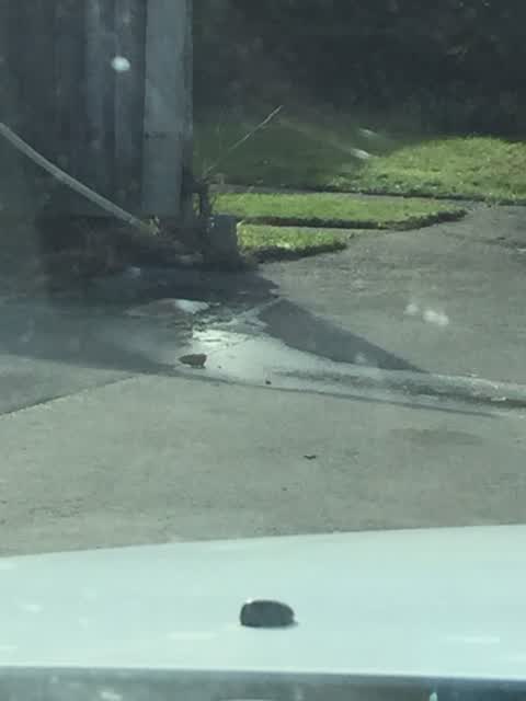 Water Leak, a report photo