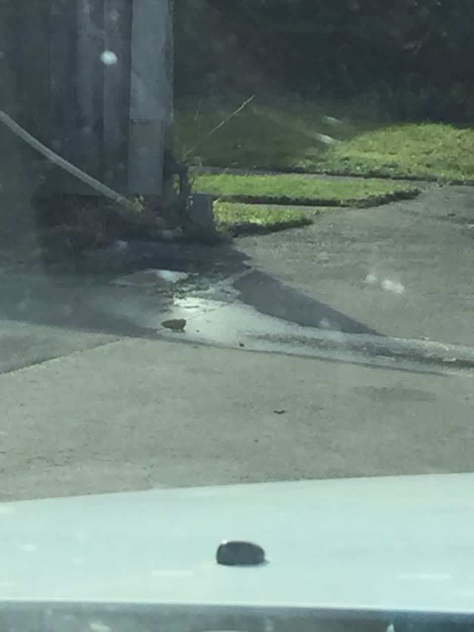 The photograph attached to this water leak report