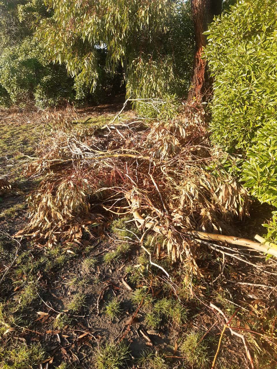 The photograph attached to this parks report