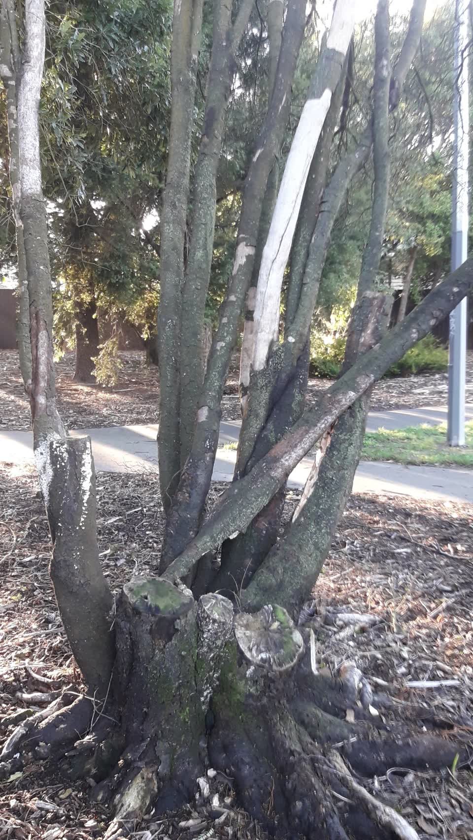 The photograph attached to this parks report
