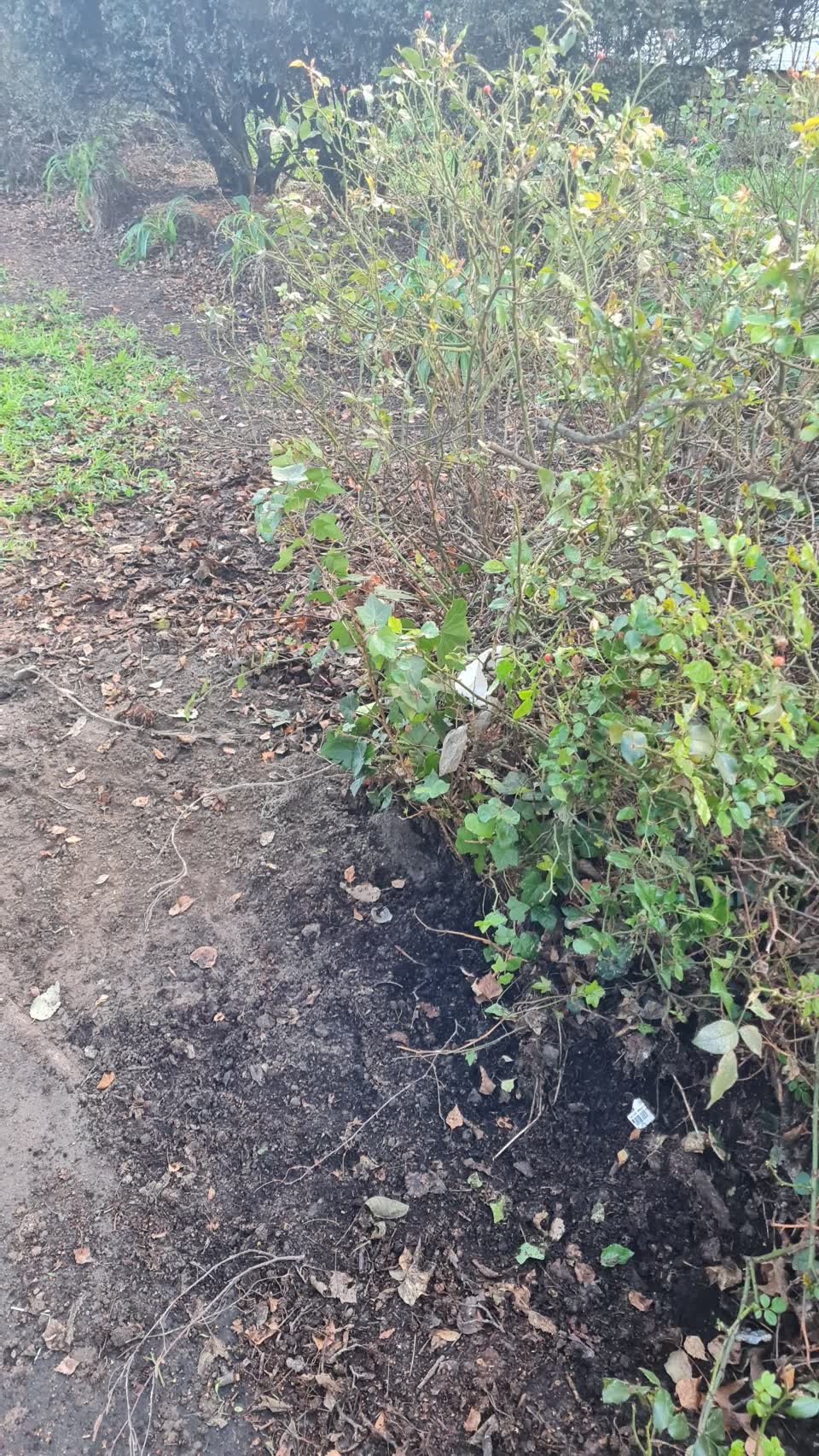 The photograph attached to this parks report