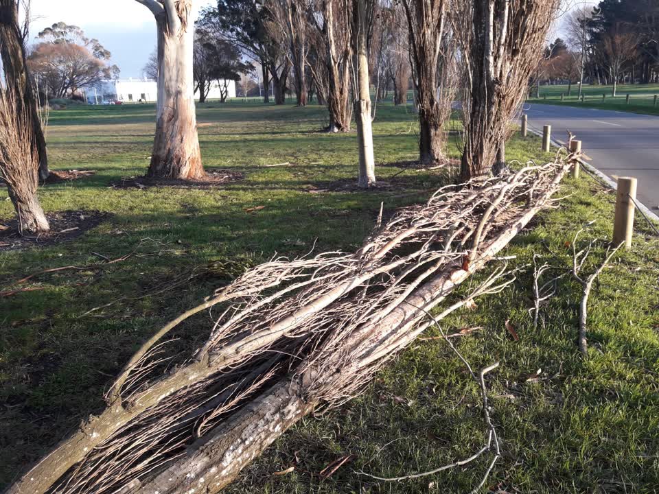 The photograph attached to this parks report
