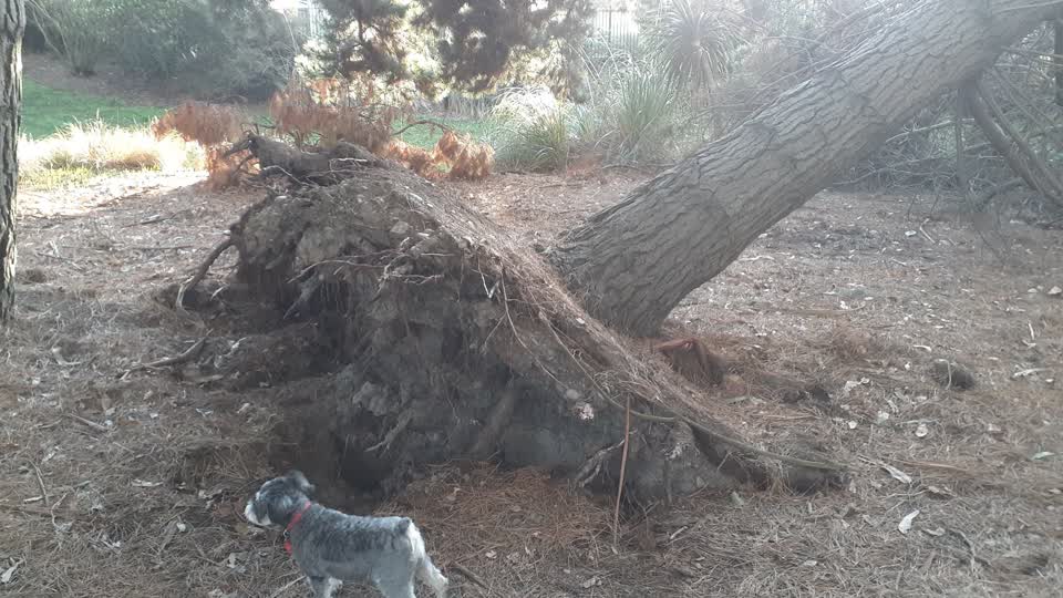 The photograph attached to this parks report