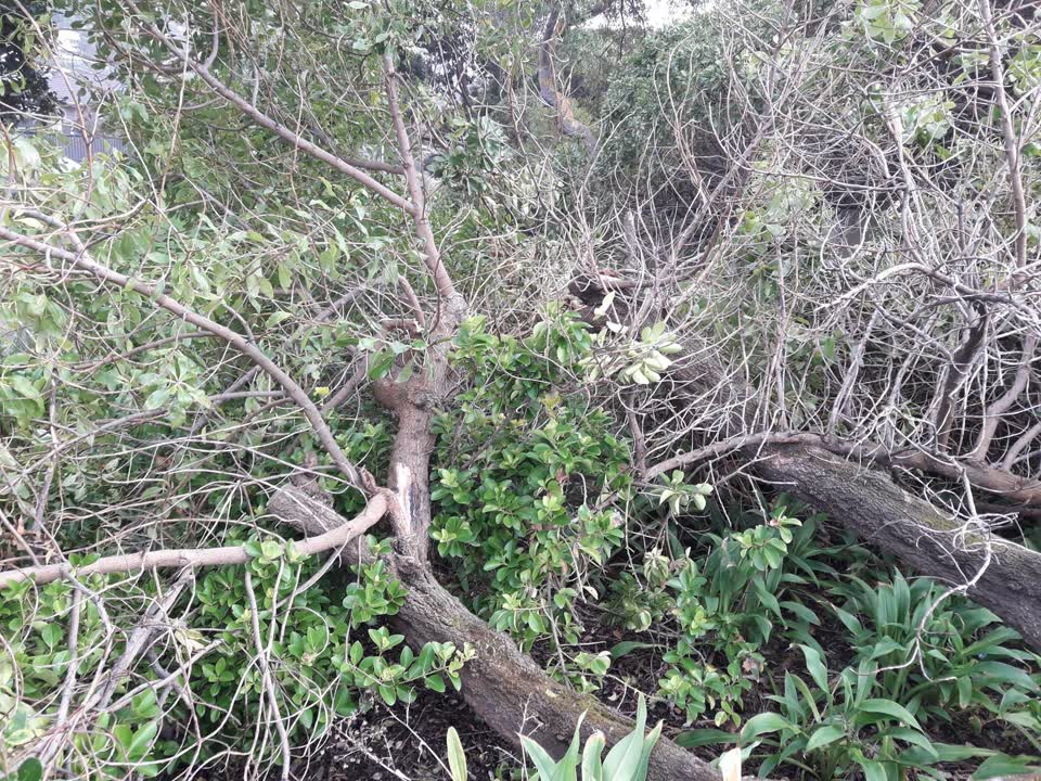The photograph attached to this parks report