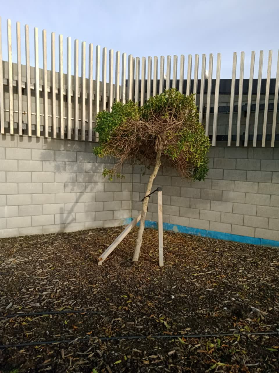 The photograph attached to this parks report