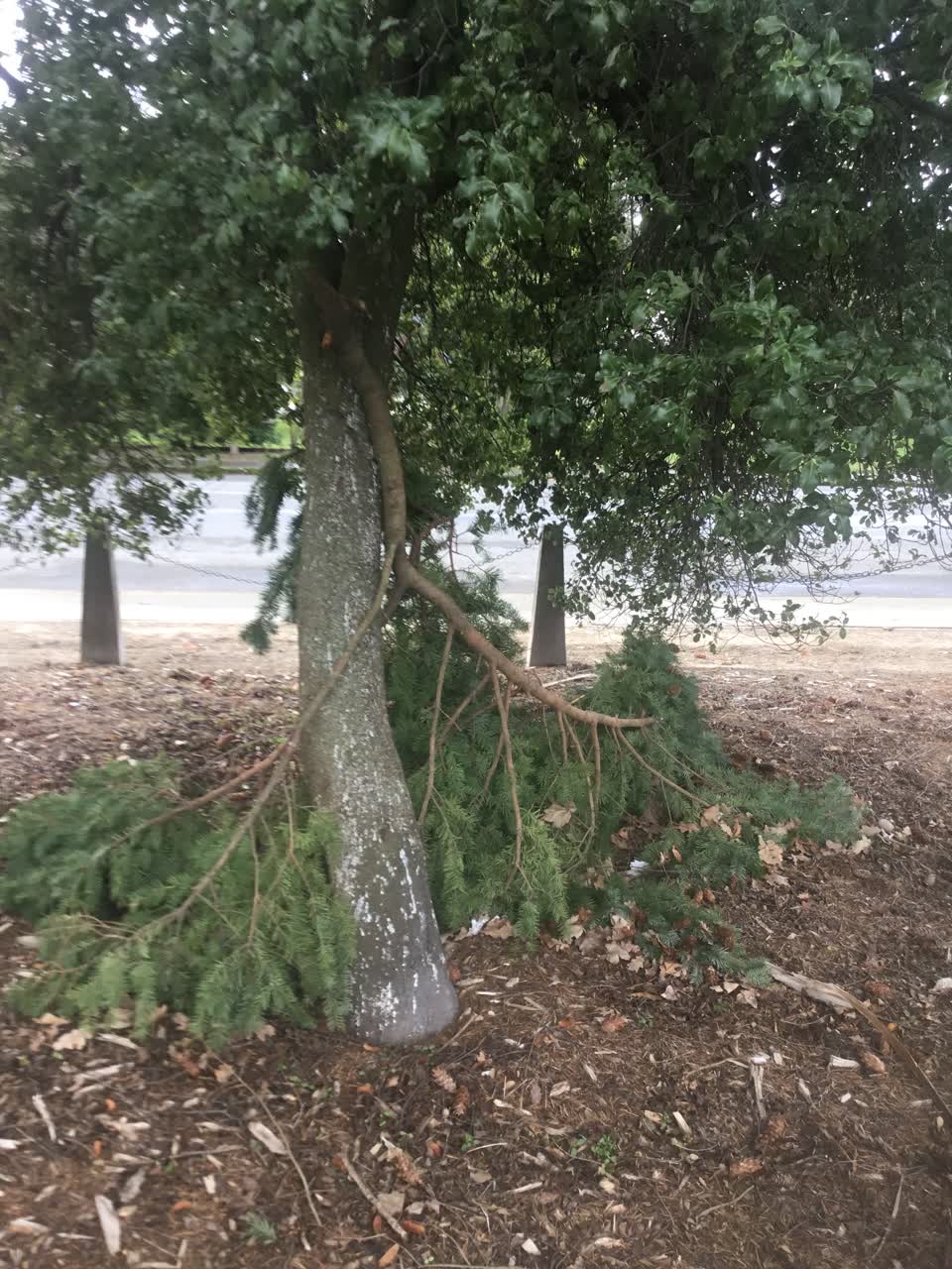 The photograph attached to this parks report
