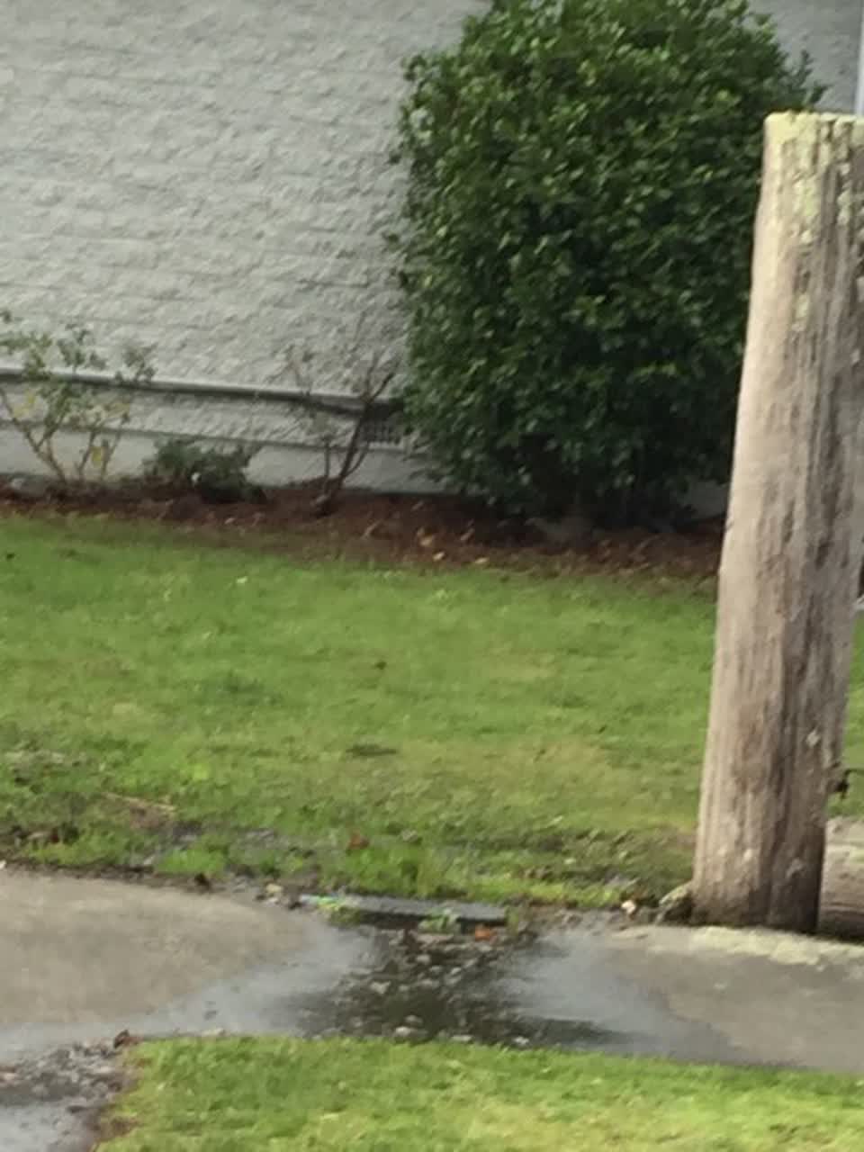 The photograph attached to this water leak report