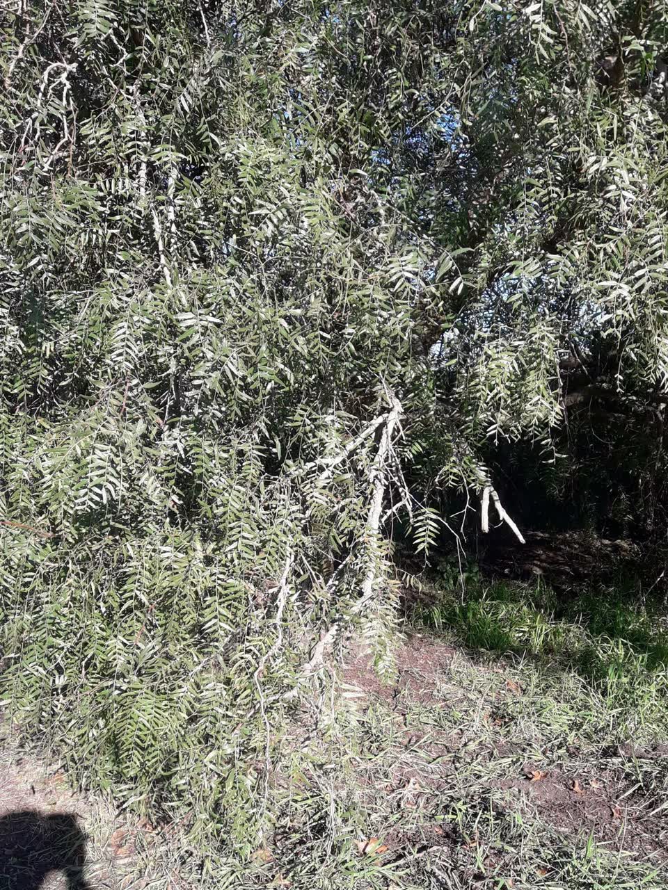 The photograph attached to this parks report