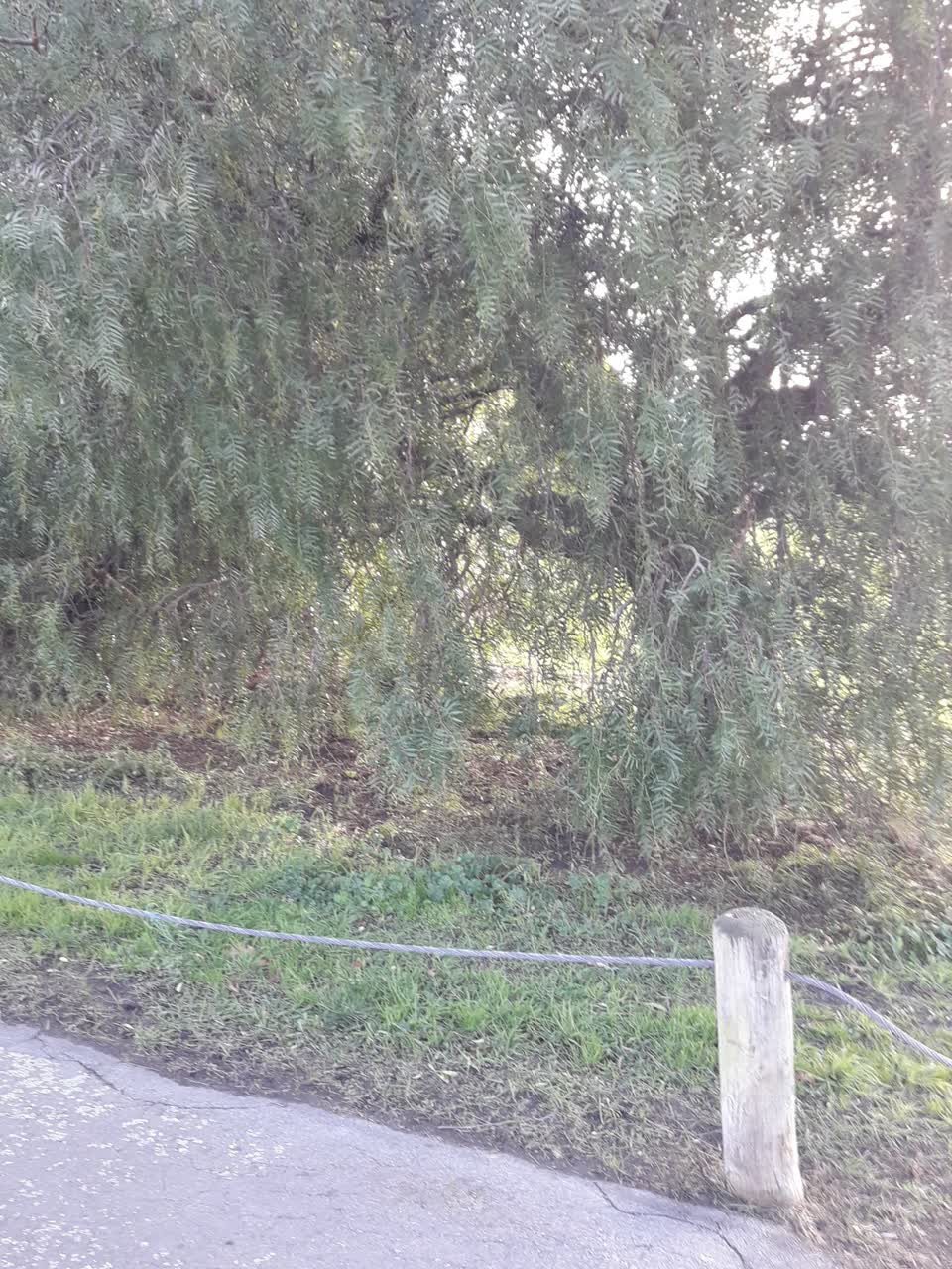 The photograph attached to this parks report