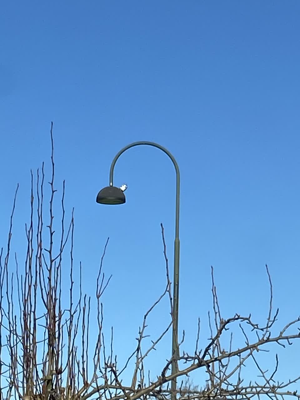 The photograph attached to this street light outage report