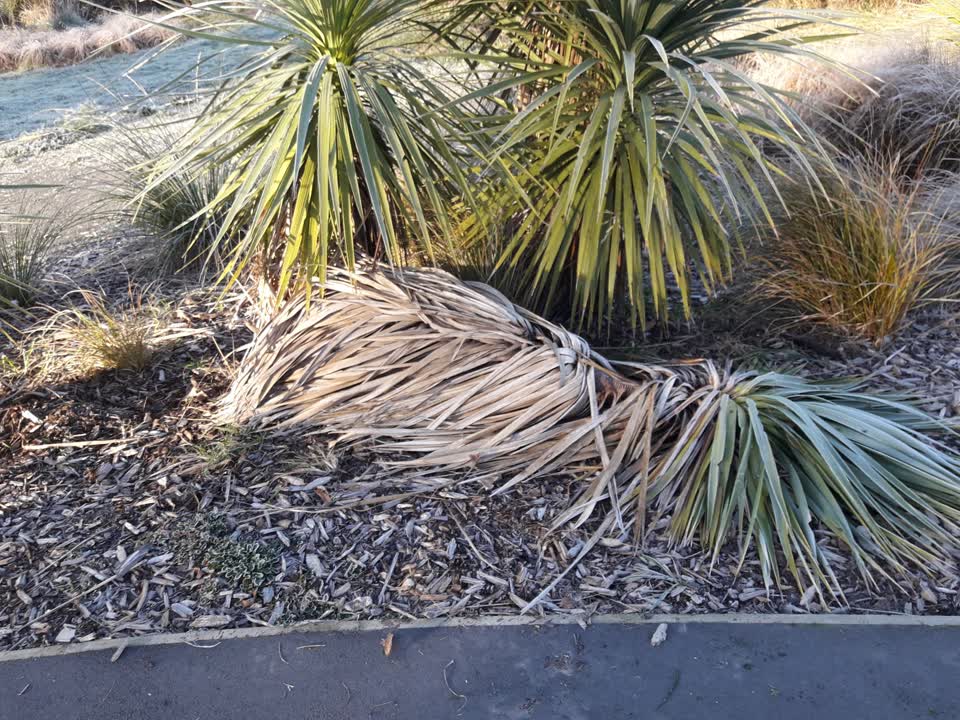 The photograph attached to this parks report