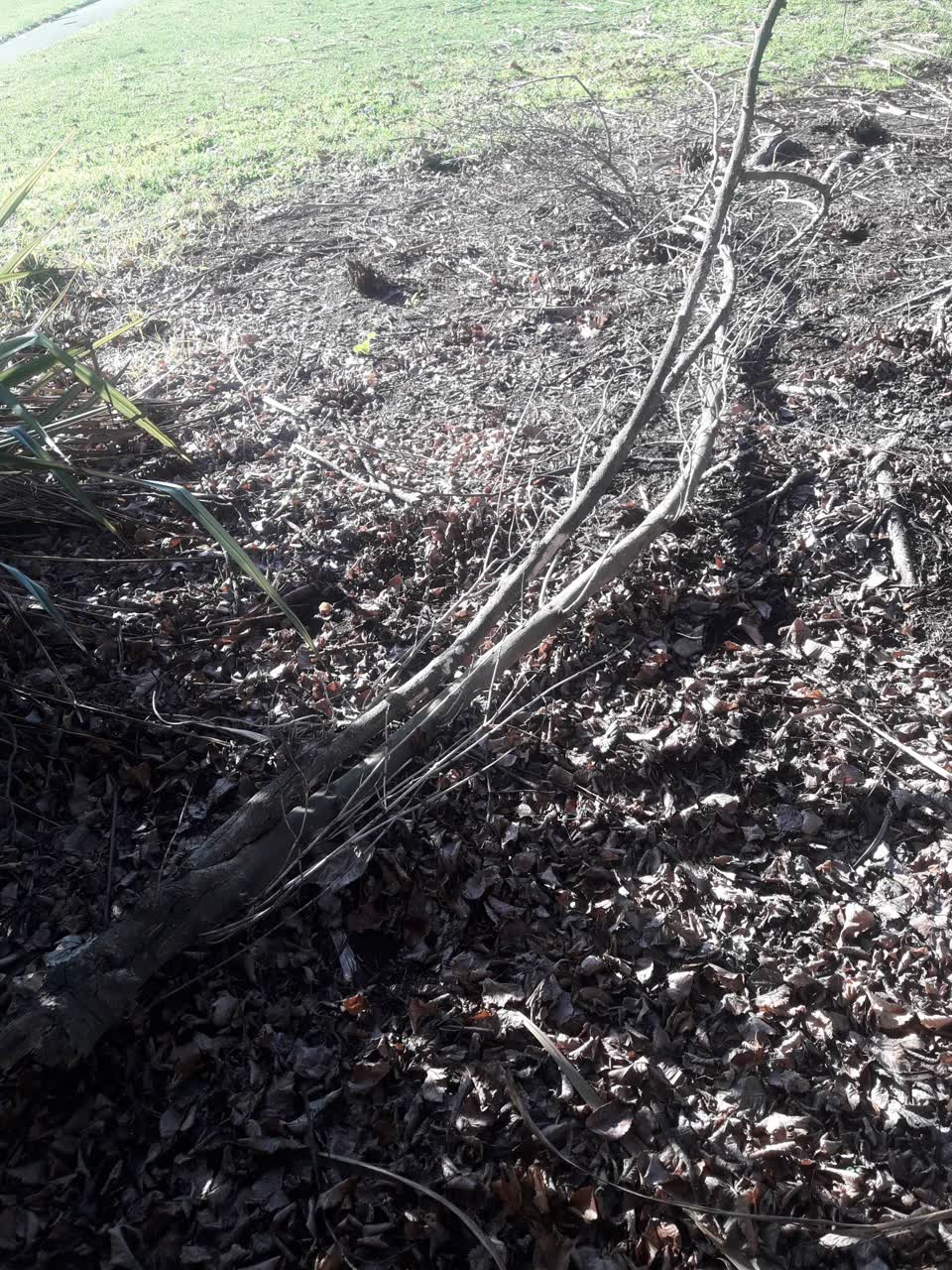The photograph attached to this parks report