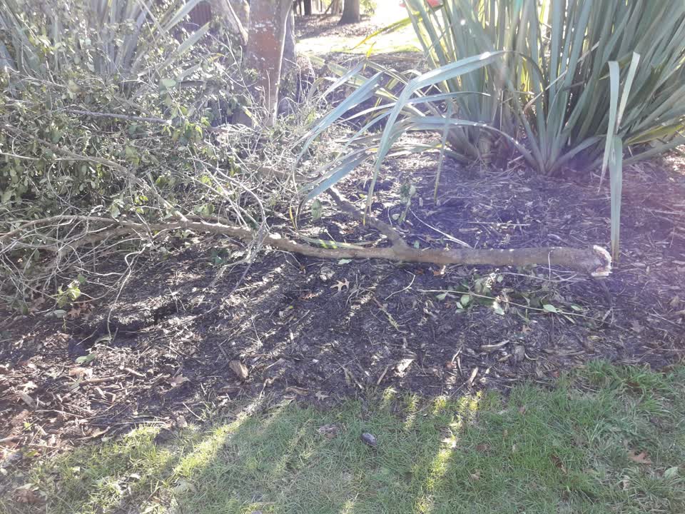 The photograph attached to this parks report
