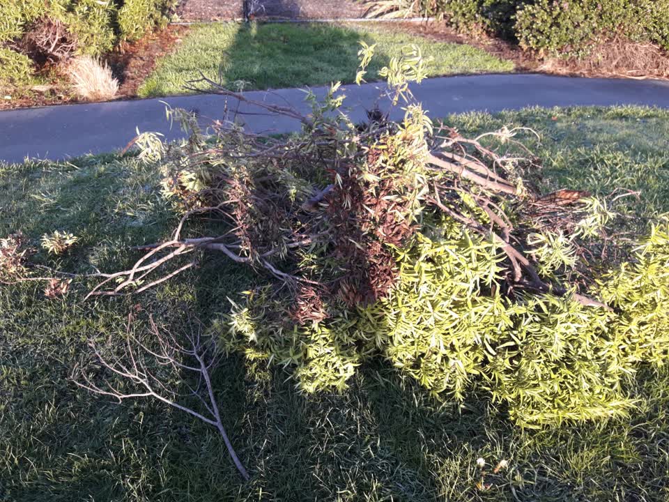 The photograph attached to this parks report