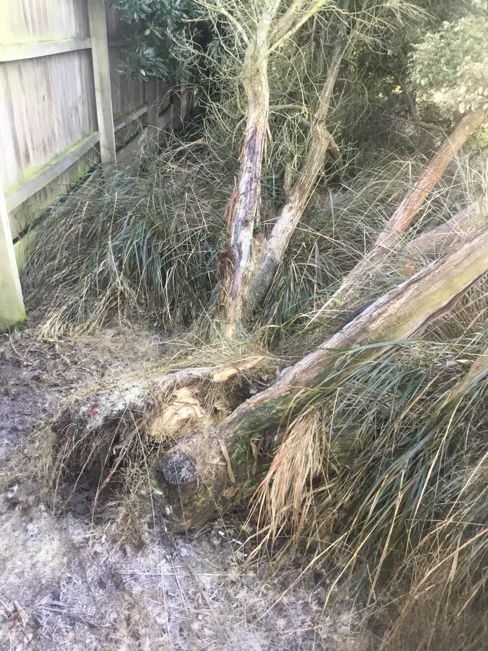 The photograph attached to this parks report