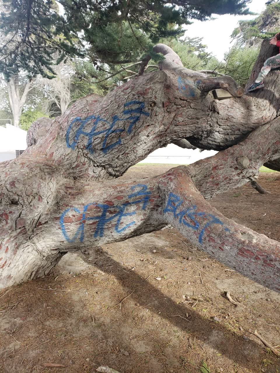 The photograph attached to this parks report