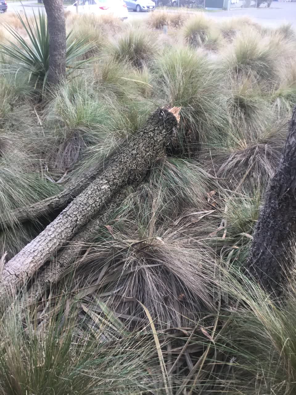 The photograph attached to this parks report