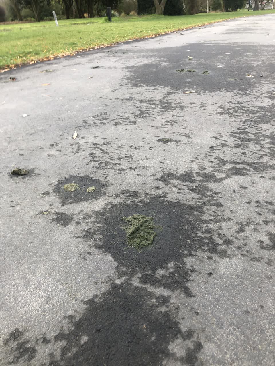 The photograph attached to this parks report